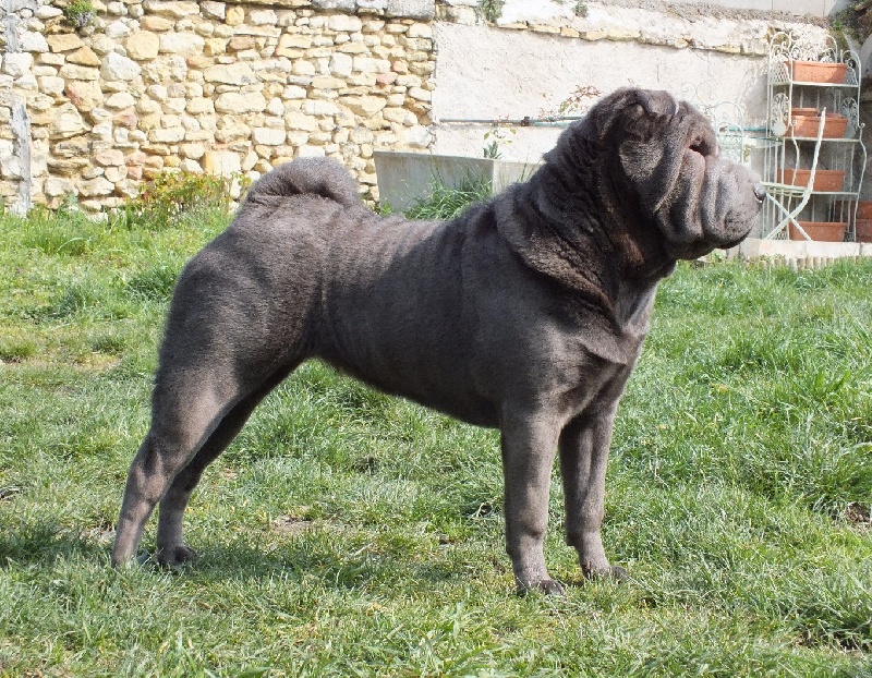 Hirkani Des Brumes De Caïnos