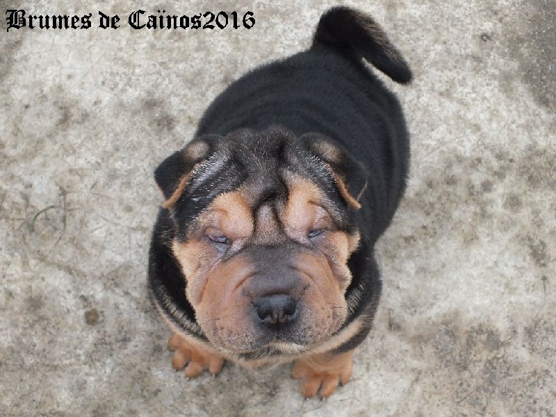 Des Brumes De Caïnos - Shar Pei - Portée née le 29/12/2015